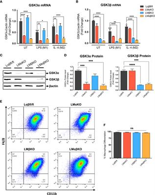 Characterizing the Role of Glycogen Synthase Kinase-3α/β in Macrophage Polarization and the Regulation of Pro-Atherogenic Pathways in Cultured Ldlr-/- Macrophages